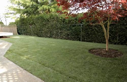 how long to water lawn